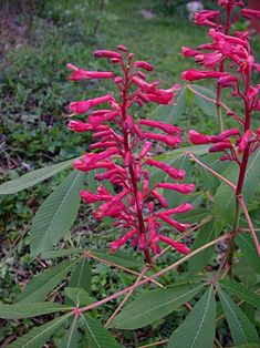 some pink flowers are growing in the grass