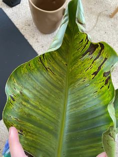 a person holding a large green leaf in front of a potted plant on the floor