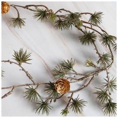 some pine cones and branches on a white surface