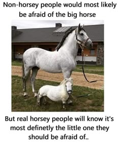 a white horse and its foal standing in the grass next to each other