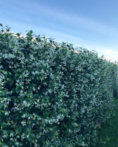 a row of bushes with white flowers on them