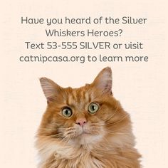 Join a group of supporters who love cats and get an entry into a drawing for a paw painting done by a Catnip Casa cat. Paw Painting, Senior Cat, A Drawing, A Group, Drawings, Silver