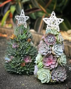 two small christmas trees made out of succulents and other plants are sitting on the ground