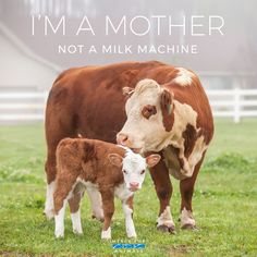 a mother cow standing next to her calf in a field with the caption i'm a mother not a milk machine