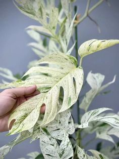 a hand is holding a plant with white leaves