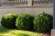 three bushes are in front of a building