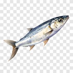 a fish on a transparent background