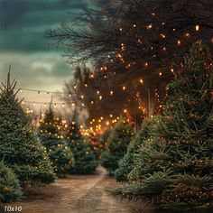 christmas trees are lined up in rows on the side of a dirt road at night