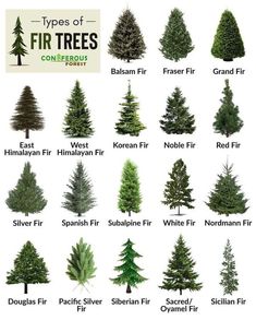 Tree Facts, Grand Fir, Small Pine Trees, Silver Fir, Front Yard Landscaping Diy, Fraser Fir, Dresses Unique