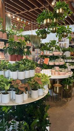 many potted plants on shelves in a store