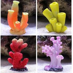 four different types of corals in various colors