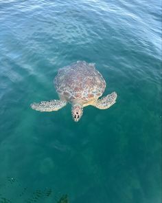 a sea turtle swimming in the water