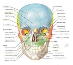 the bones and their major structures are labeled in this diagram, with labels on each side