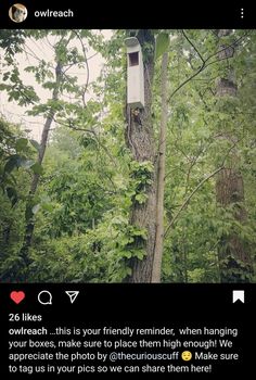 a bird house hanging from a tree in the middle of a forest with lots of green leaves