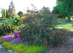 a bush with red flowers in the middle of a flowerbed filled with purple and pink flowers