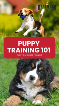 puppy training 101 is the best way to teach your dog how to train it's owner