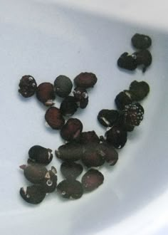 some black and brown rocks in a white bowl