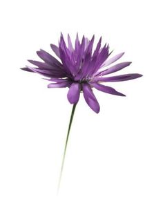 a single purple flower on a white background