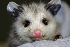 an opossmus looking at the camera while sitting on someone's arm