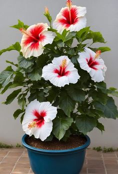 a potted plant with white and red flowers in it on a tile floor next to a wall