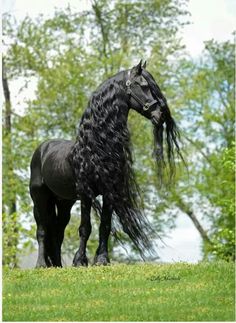 a black horse with long hair standing in the grass