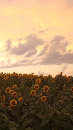 sunflowers are blooming in the field as the sky is pink and yellow