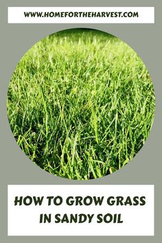 green grass with the words how to grow grass in sandy soil on top of it