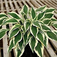 a green and white plant sitting on top of a wooden floor next to a metal grate