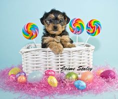 a small puppy sitting in a basket with lollipops