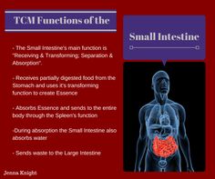 TCM Functions of the Small Intestine Gastrointestinal Healing, Chinese Healing, Digestive System Anatomy, Traditional Chinese Medicine Acupuncture, Reflexology Points, Small Intestine, Reflexology Chart