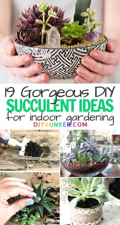 a collage of different succulents and plants with text overlay reading 9 gorgeous diy succulent ideas for indoor gardening