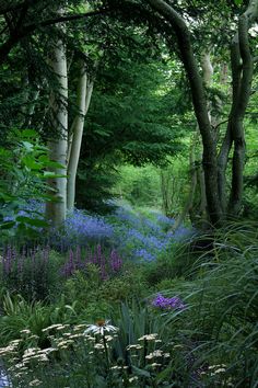 the woods are full of blue flowers and green trees in the distance is a path that runs through it