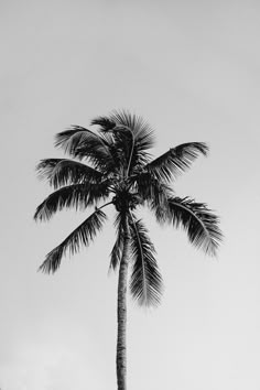 B&W Palm Tree Photograph
Fort Myers Beach, FL B W Photography, B&w Photography, B&w Aesthetic, Palm Tree Shadow, Vision Board Black, Palm Aesthetic, Palm Trees Photography, Palm Tree Aesthetic, Palm Photography