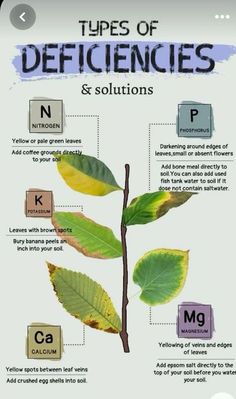 the different types of plants and their names are shown in this diagram, which shows what they