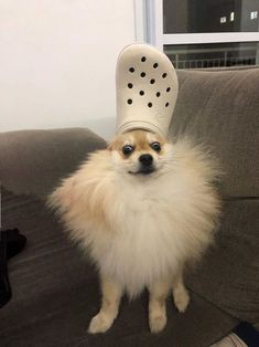 a small dog with a hat on it's head