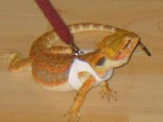 a lizard with a t - shirt on it's back sitting on a table