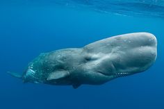 a large gray animal swimming in the ocean