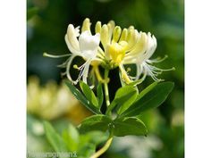 white flowers with green leaves in the background