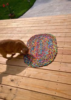 a cat on a wooden deck playing with a colorful rug and ball toy in the sun