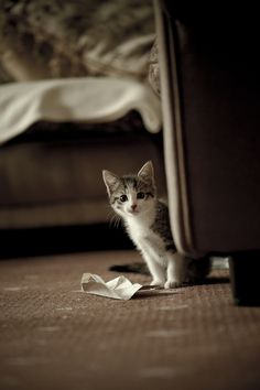 a small kitten sitting on the floor next to a couch