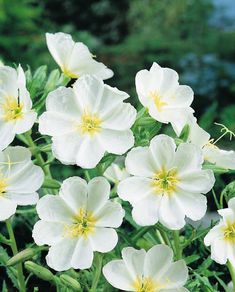 white flowers with yellow stamens blooming in the garden