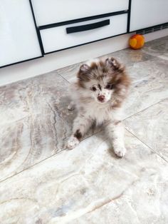 a small brown and white dog sitting on top of a floor next to a dresser