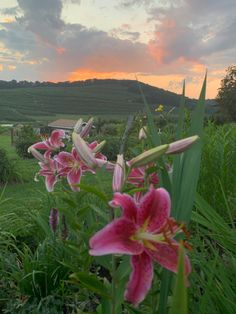 pink and white flowers are in the grass near a field with hills behind it at sunset