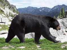 a large black bear walking across a lush green field next to rocks and mountains in the background