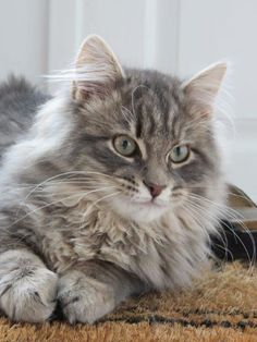 a fluffy gray cat laying on top of a rug