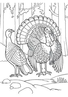 two turkeys are standing in the woods coloring pages for adults and children to color