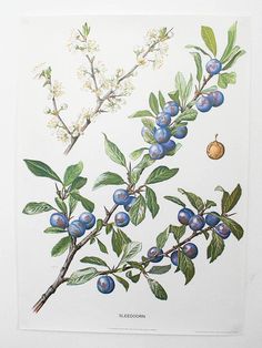 an illustration of blueberries on a tree branch with leaves and fruit hanging from it