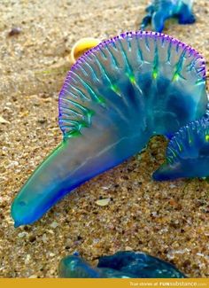 two blue jellyfish are laying on the sand next to each other, and one is upside down