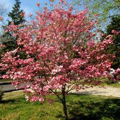 a pink tree in the middle of a park