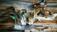 several ducks sitting on top of driftwood in a wood room with dry grass and dead tree branches